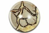 Polished Septarian Dish - Madagascar #337216-1